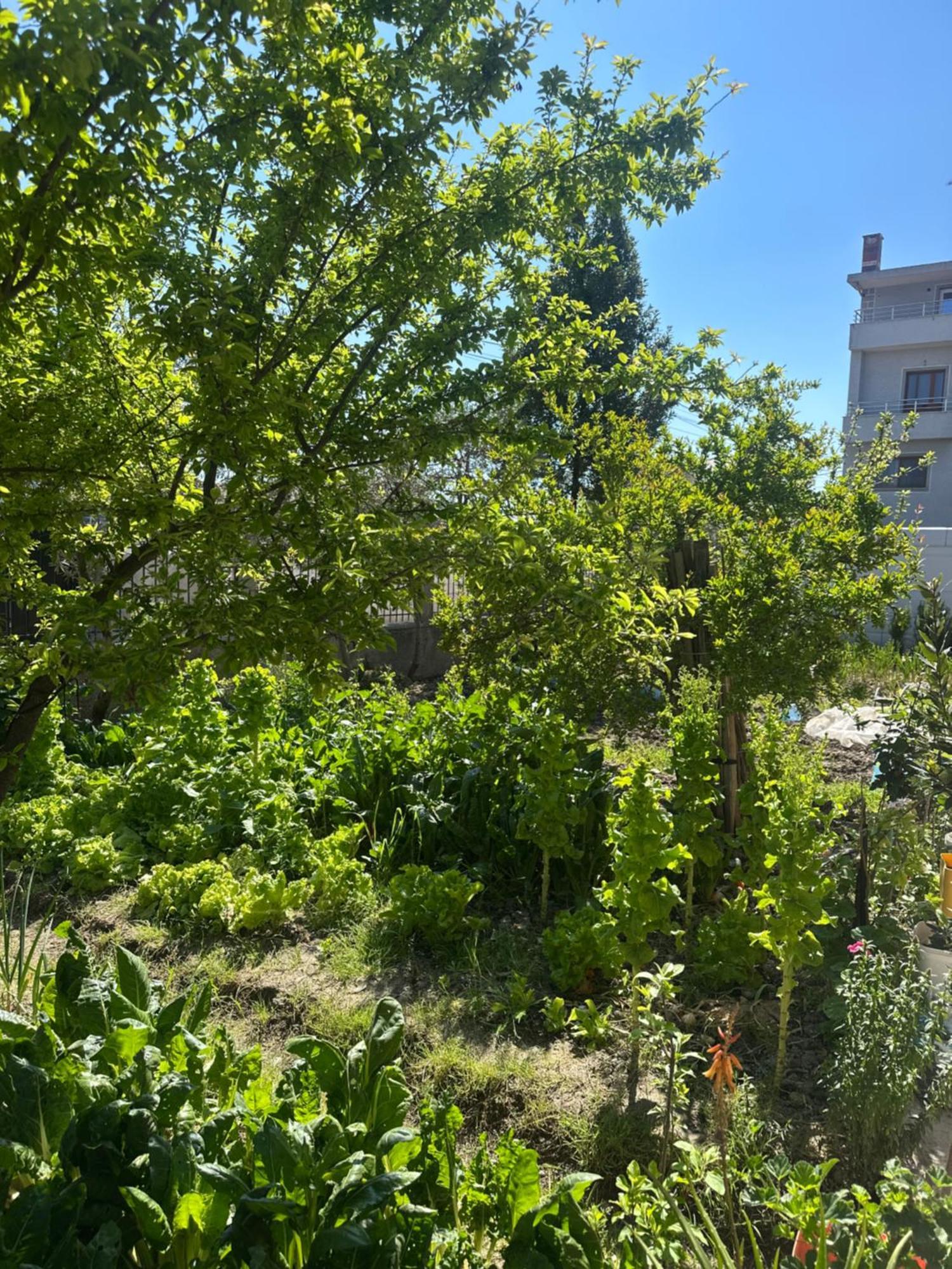 Appartement Gafko *